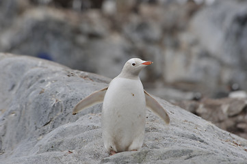 Image showing Gentoo Penguin white