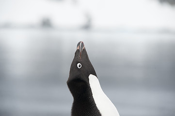 Image showing Adelie Penguin on snow
