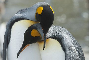 Image showing King penguin in South Georgia