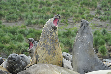 Image showing Elephant Seal fight