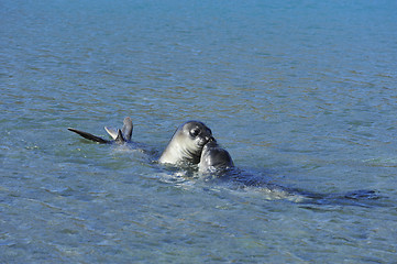 Image showing  elephant seals pups 