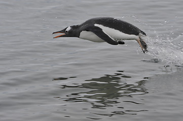 Image showing Gentoo Penguin jumping in the water