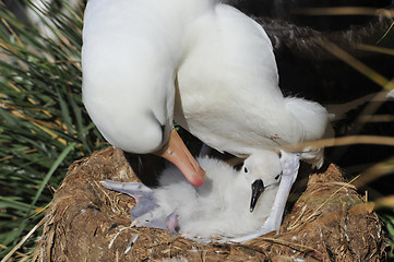 Image showing Black browed albatross Saunders Island