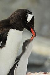 Image showing Gentoo Penguin with chick