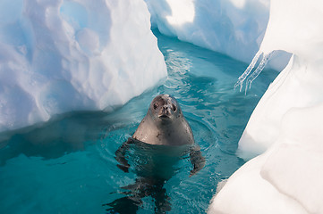 Image showing Crabeater seal in the water