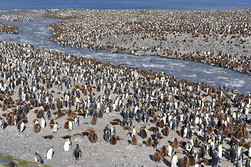 Image showing King penguin colony