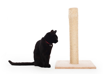 Image showing Black cat with a scratching post 