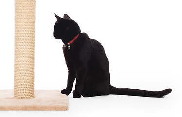 Image showing Black cat with a scratching post 