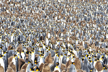 Image showing King penguin colony