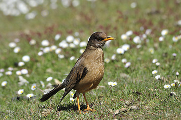 Image showing trush bird in Falklands