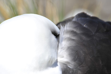 Image showing Black browed albatross Saunders Island