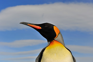 Image showing King penguin in South Georgia