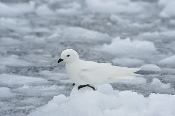 Image showing Snow petrel standing on the ice
