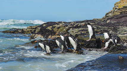 Image showing Rockhopper penguins Falkland Island