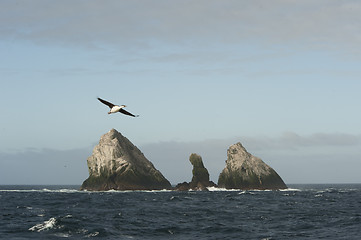 Image showing cormorans resting on the rock