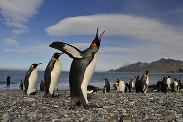 Image showing King penguin in South Georgia