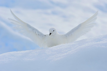 Image showing Snow petrel standing on the ice