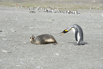 Image showing King Penguin-Fur Seal 