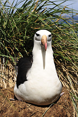 Image showing Black browed albatross Saunders Island