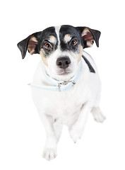 Image showing jack russel looking