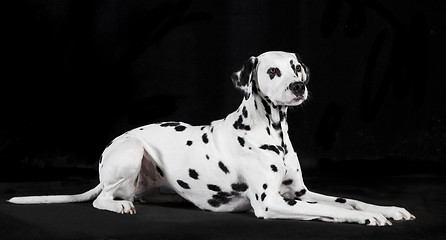 Image showing Dalmatian black background