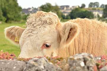 Image showing Head of the calf 