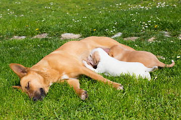 Image showing Mixed-breed cute little dog family.