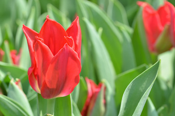 Image showing Tulips in spring