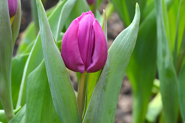 Image showing Tulips in spring