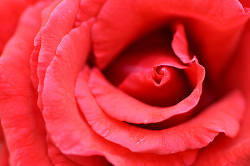 Image showing Red rose flower