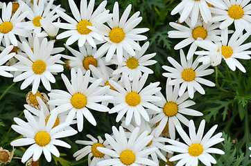 Image showing Soft focus white daisy flowers  