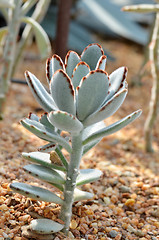 Image showing Velvety Kalanchoe Tomentosa succulent 