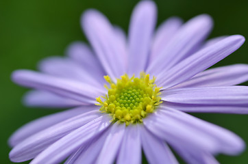 Image showing Lovely purple flower closeup