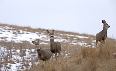 Image showing Deer in Field