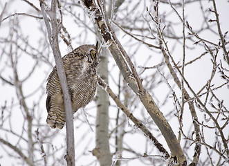 Image showing Great Horned Owl in Tree