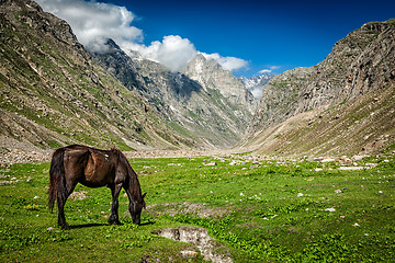 Image showing Horse grazing in Himalayas