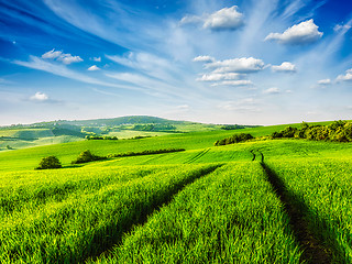 Image showing Green fields of Moravia