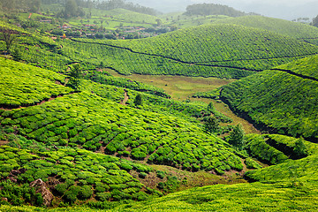 Image showing Tea plantations in Kerala, India