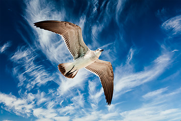 Image showing Seagull flying in sky