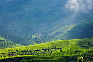 Image showing Green tea plantations in Munnar, Kerala, India