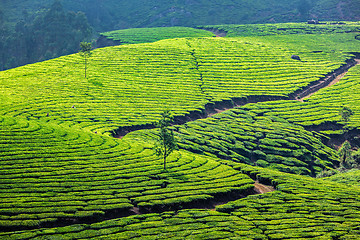 Image showing Green tea plantations in Munnar, Kerala, India