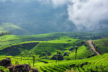 Image showing Green tea plantations in Munnar, Kerala, India