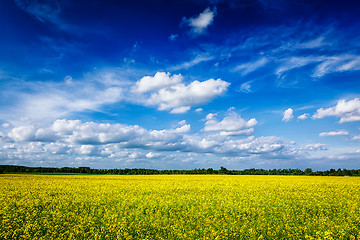 Image showing Spring summer background - canola field with blue sky