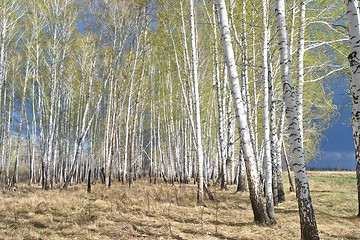 Image showing spring birch forest