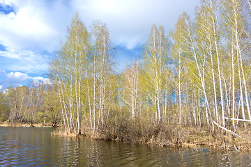 Image showing spring birch forest