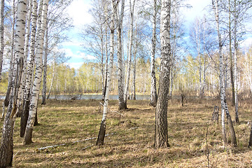 Image showing spring birch forest