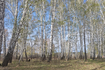 Image showing spring birch forest