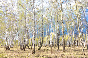 Image showing spring birch forest