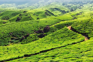 Image showing Tea plantations in mountains