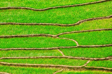 Image showing Rice field terraces